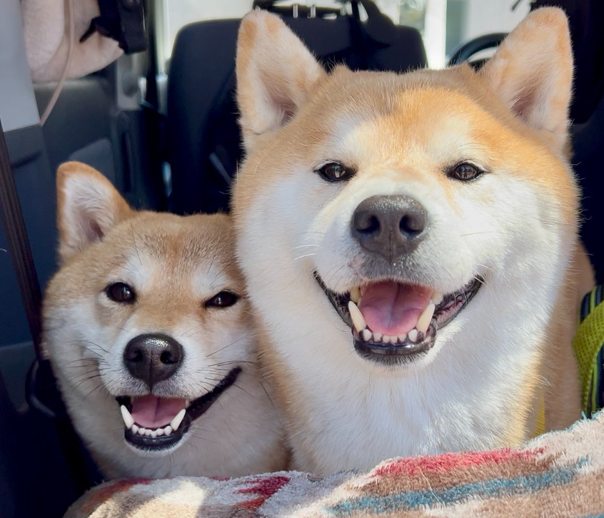柴犬